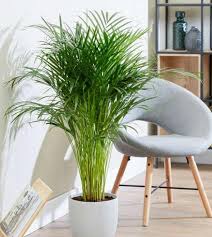 Areca Palm Plant